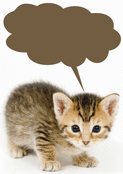 Chaton mignon pour un anniversaire unique
